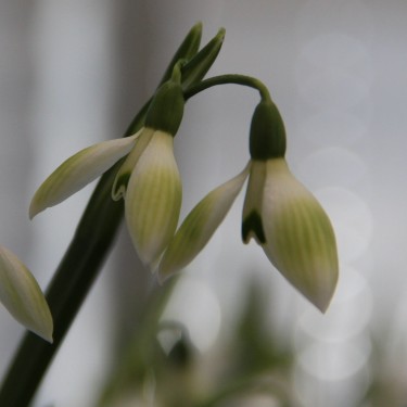 Galanthus 'Cowhouse Green'