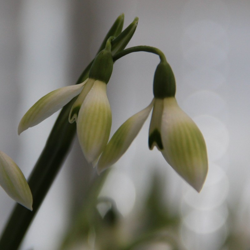 Galanthus 'Cowhouse Green'