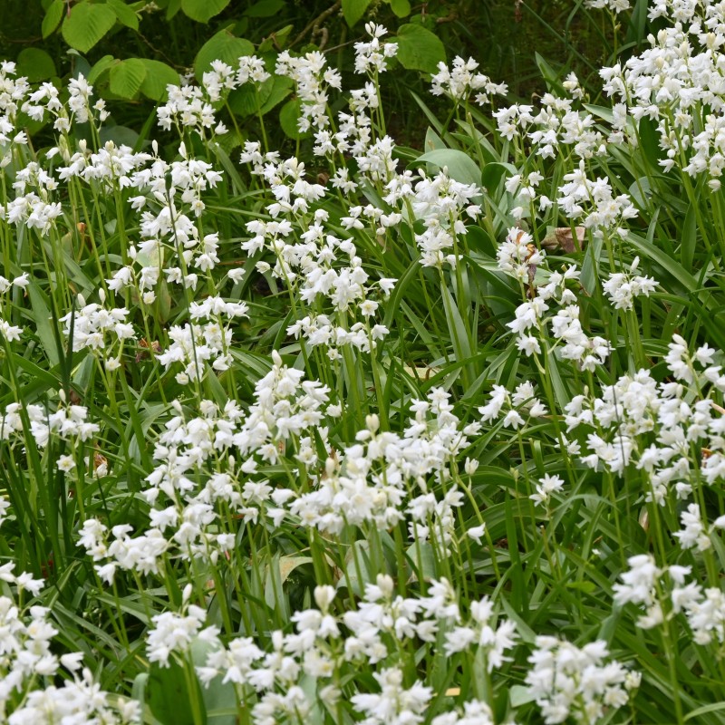 Hyacinthoides hispanica 'Alba Maxima'