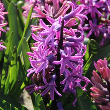 Hyacinthus orientalis 'Paul Herman'