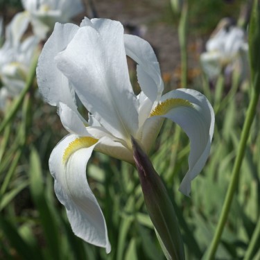 Iris hoogiana 'Alba'