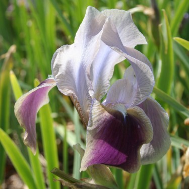 Iris hoogiana 'Antiope'