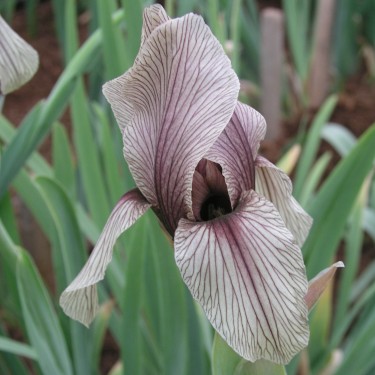 Iris korolkowii