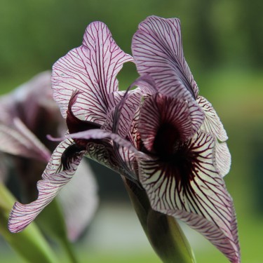 Iris korolkowii