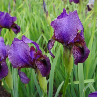 Iris RC 'Werckmeister Beauty'