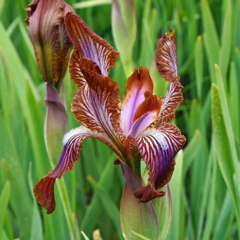 Iris stolonifera 'Network'