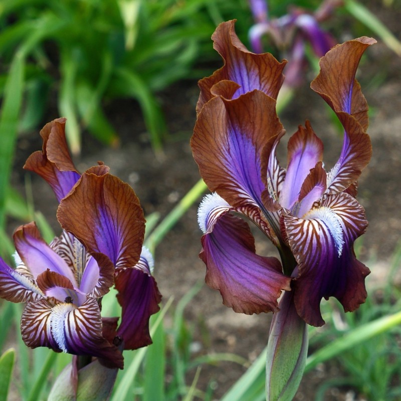 Iris stolonifera 'Sina Dark'