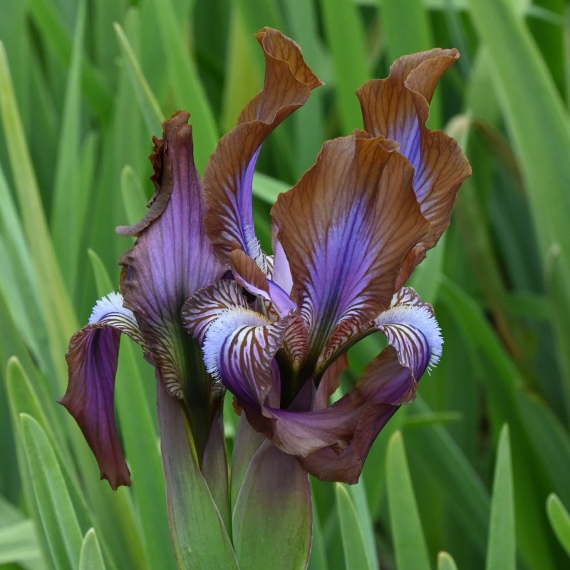 Iris stolonifera 'Sina Dark'