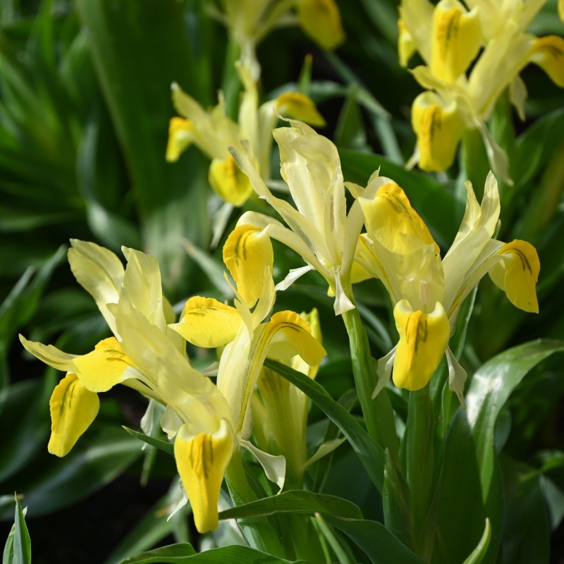 Iris 'Golden Trophy'