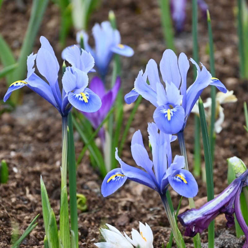 Iris reticulata 'Alida'