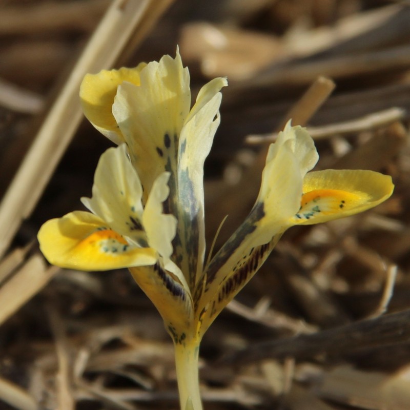 Iris reticulata 'Orange Glow'