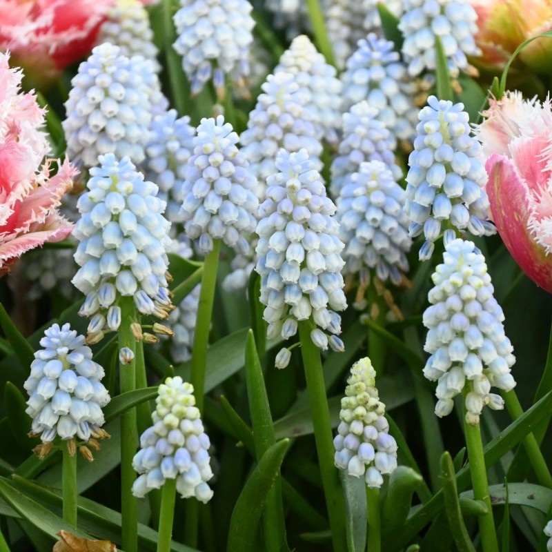Muscari 'Alaska'