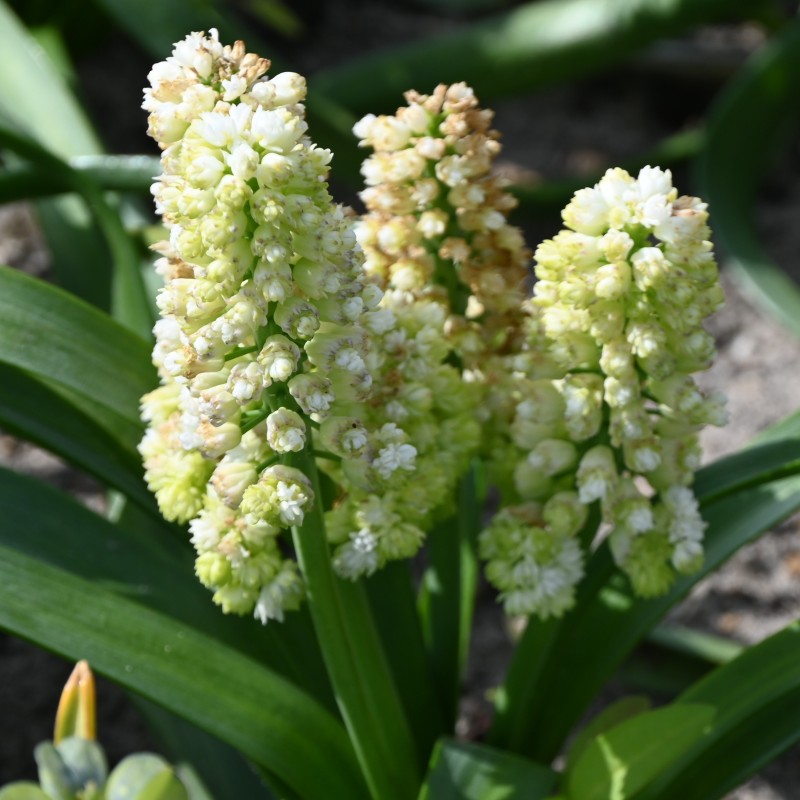Muscari 'Lady Madonna'