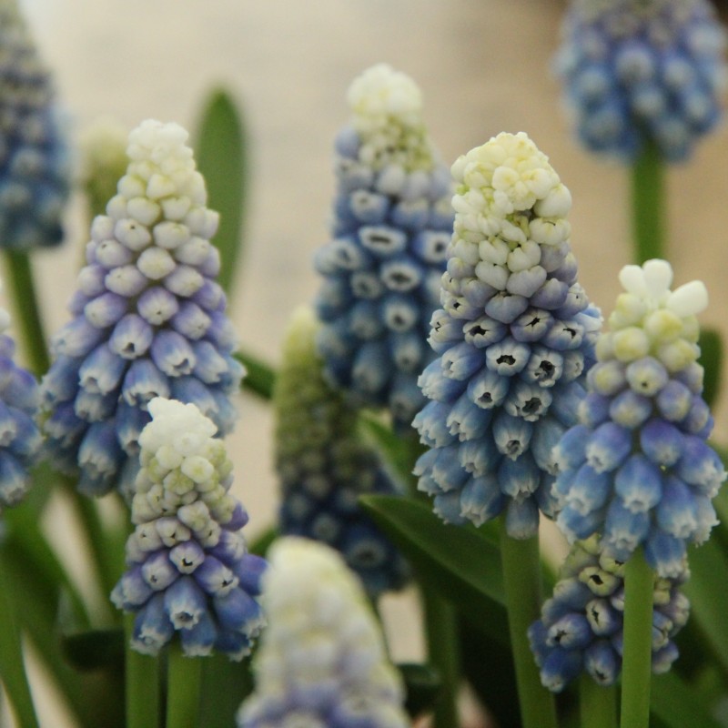 Muscari 'Mountain Lady'