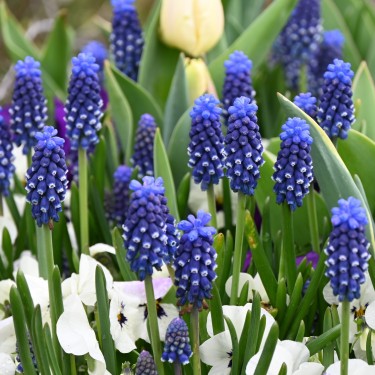 Muscari 'Night Eyes'