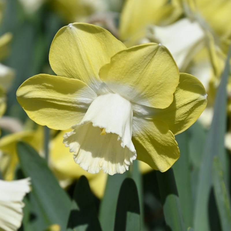 Narcissus 'Avalon'