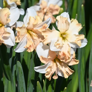 Narcissus 'Casanova'