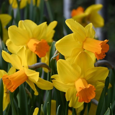 Narcissus 'Classic Garden'