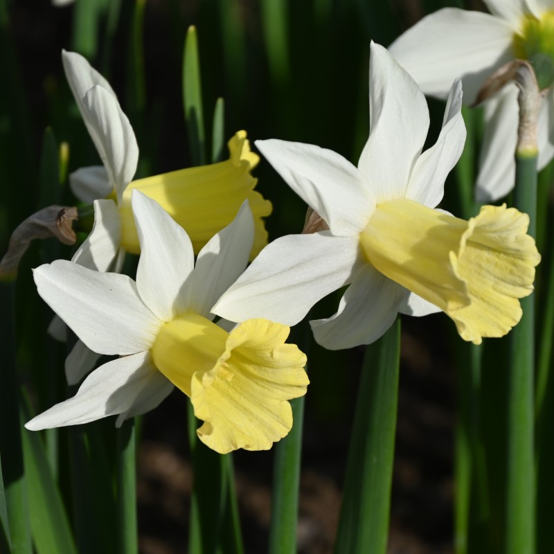 Narcissus 'February Silver'