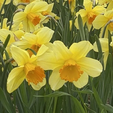 Narcissus 'Fortissimo'