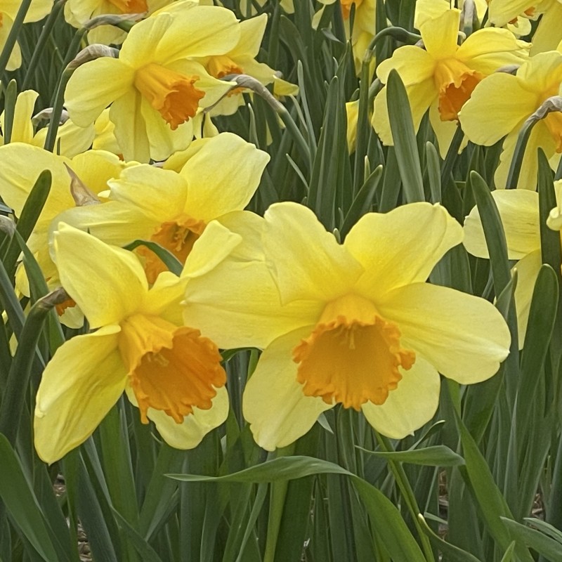 Narcissus 'Fortissimo'