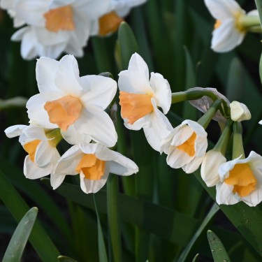 Narcissus 'Kapiti Peach'
