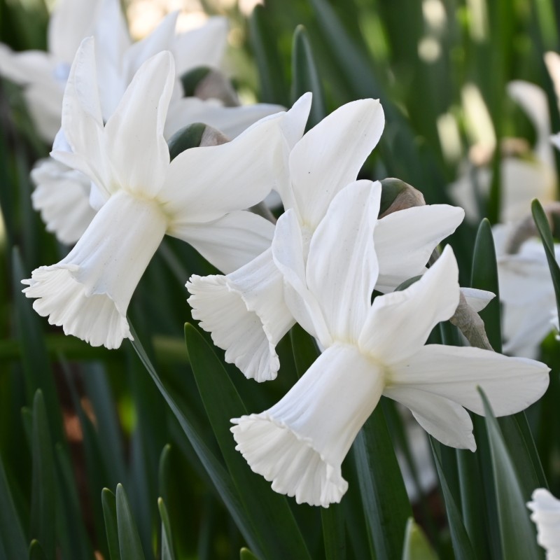 Narcissus 'Lady Madonna'
