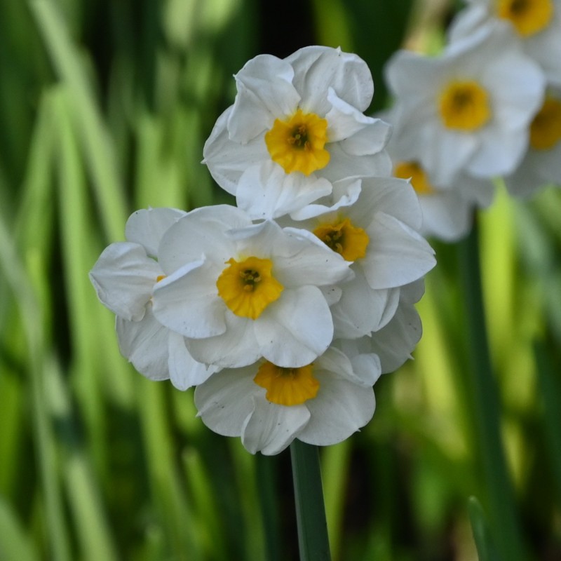 Narcissus 'Laurens Koster'