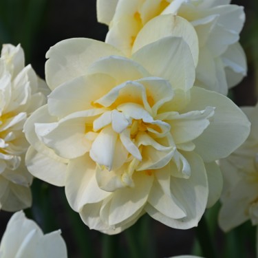 Narcissus 'Manly'