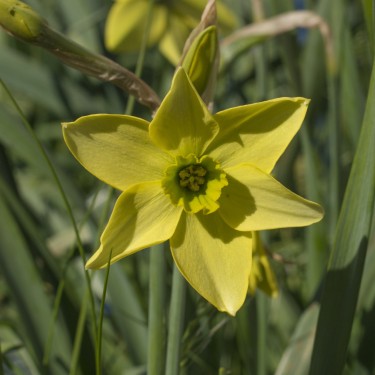 Narcissus 'Mesa Verde'