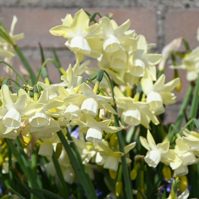 Narcissus 'Moonlight Sensation'