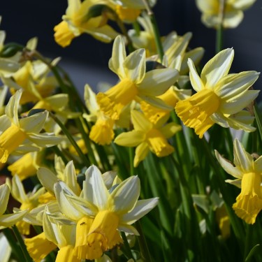 Narcissus 'Mother Duck'