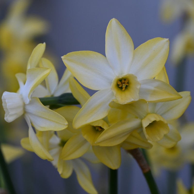 Narcissus 'Pacific Hunter'