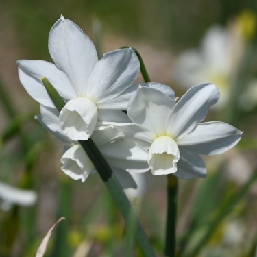 Narcissus 'Petrel'
