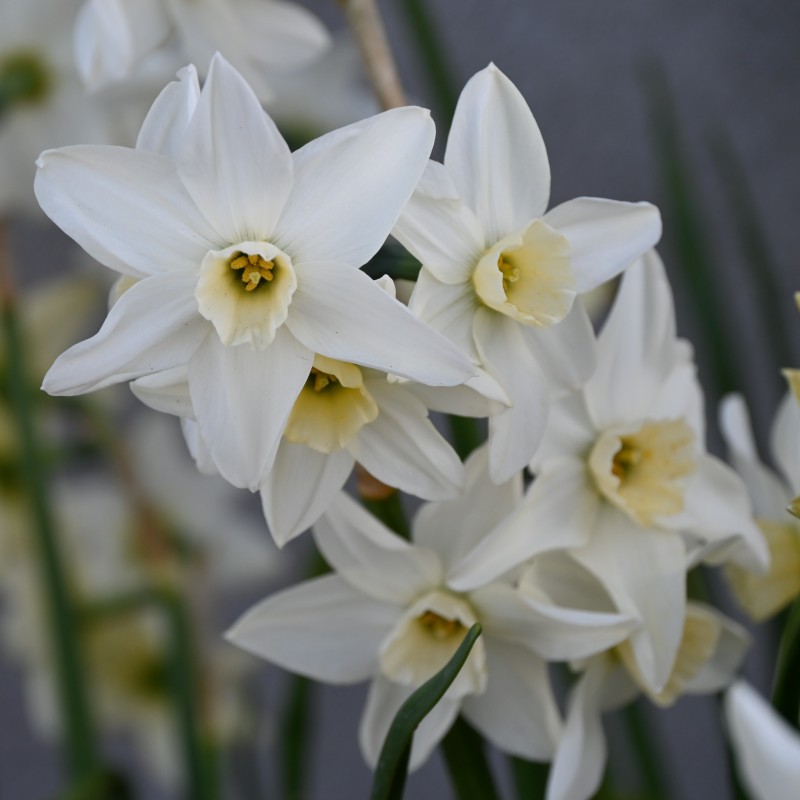 Narcissus 'Polar Hunter'