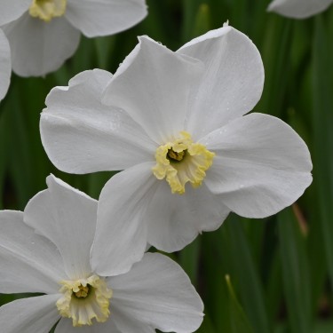 Narcissus 'Polar Ice'