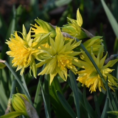 Narcissus 'Rip van Winkle'