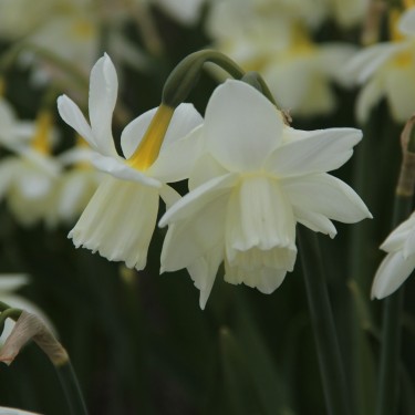 Narcissus 'Rippling Waters'