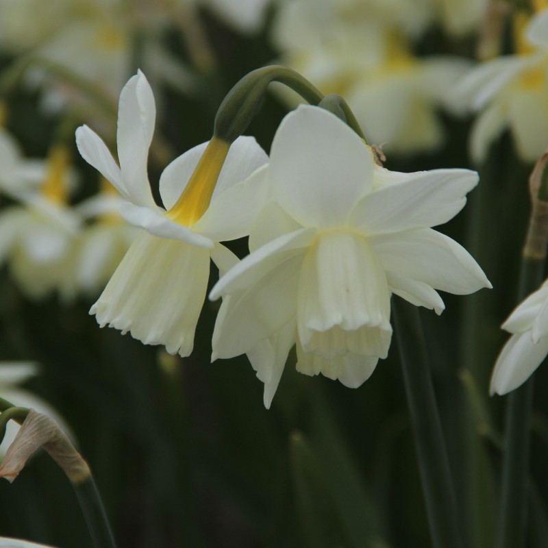 Narcissus 'Rippling Waters'