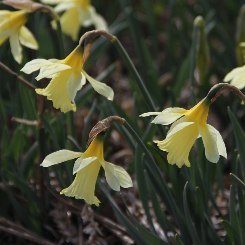 Narcissus 'W.P. Milner'