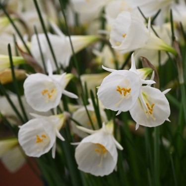 Narcissus 'White Petticoat'