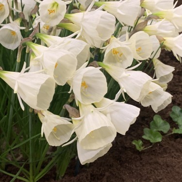 Narcissus 'White Petticoat'