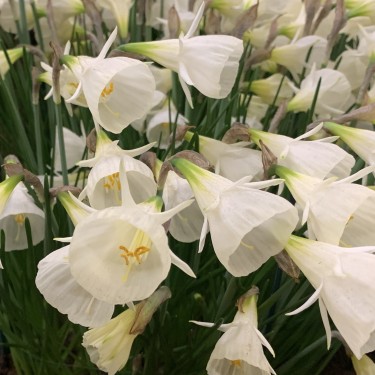 Narcissus 'White Petticoat'