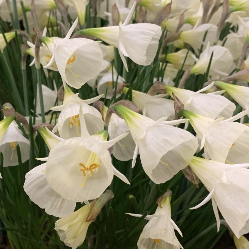 Narcissus 'White Petticoat'
