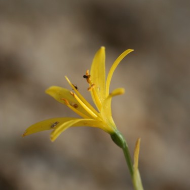 Narcissus cavanillesii