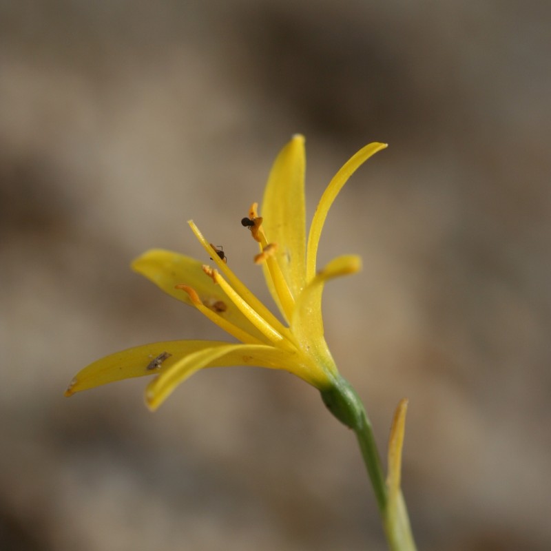 Narcissus cavanillesii
