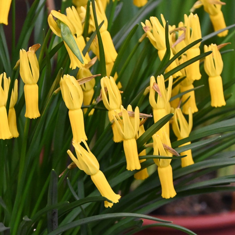 Narcissus cyclamineus