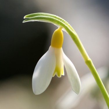 Galanthus 'Grakes Yellow'