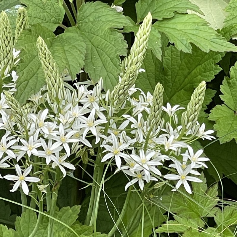 Ornithogalum ponticum 'Sochi'