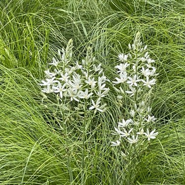 Ornithogalum ponticum 'Sochi'